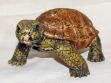 Picture of Turtle